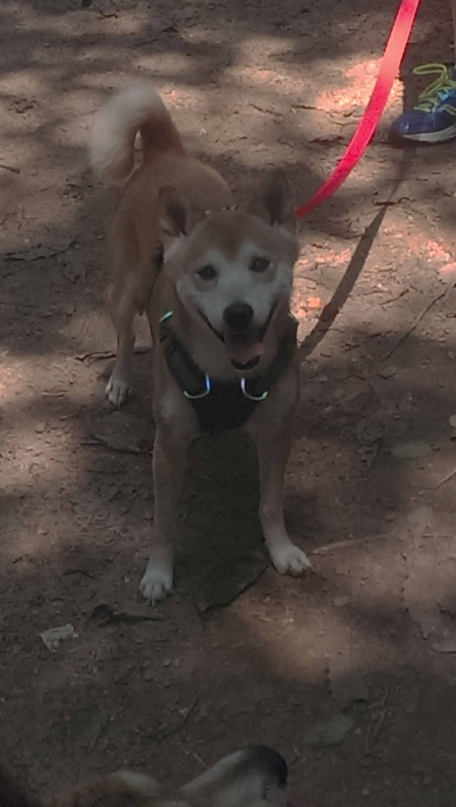 德黑兰的星光，卡拉斯科与伊朗压哨击败法国的奇迹之夜