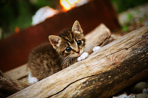 绝境绽放,从数据填鸭到关键先生,范弗利特的逆袭密码