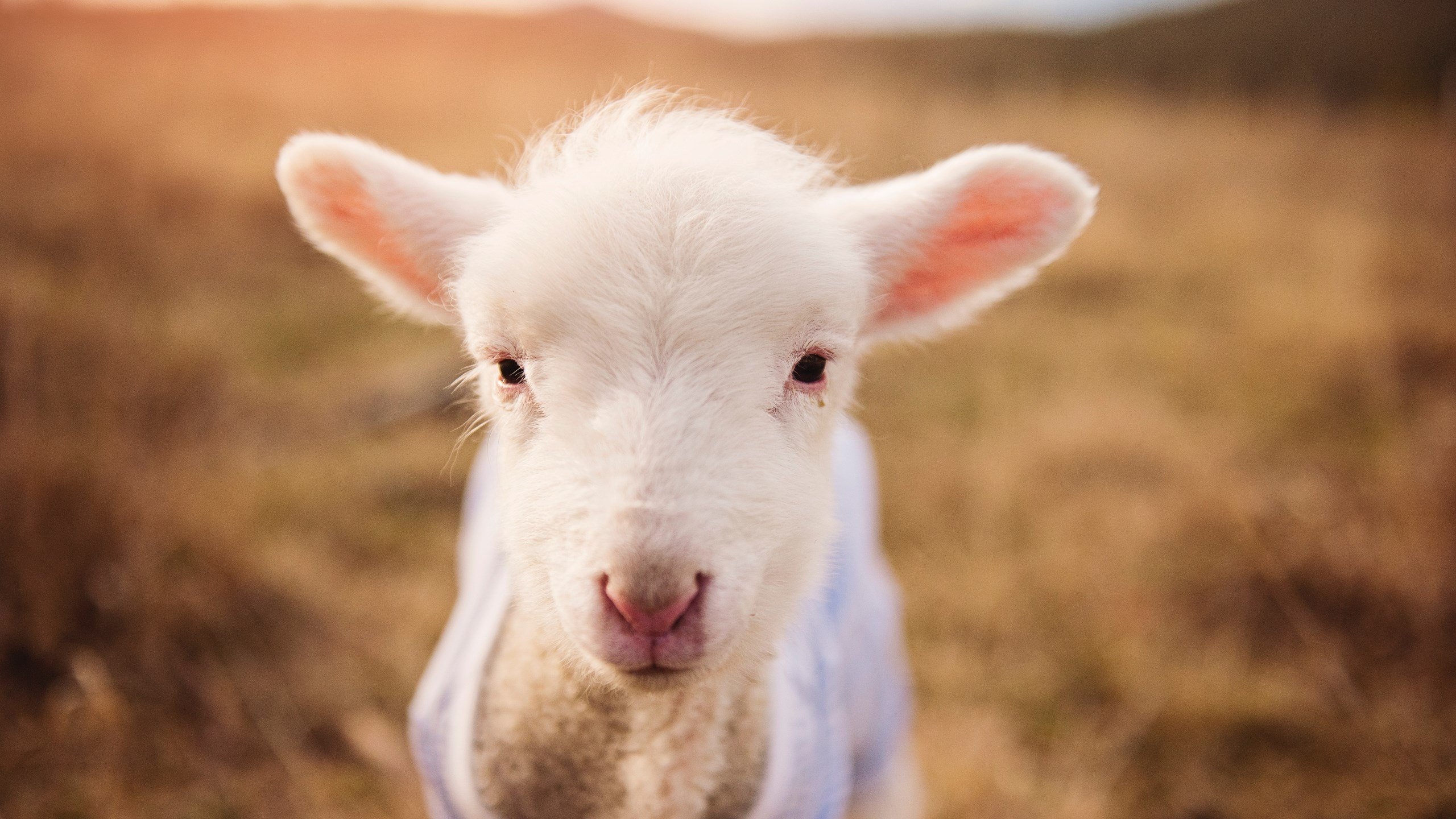 无解方程式,武切维奇如何成为雄鹿横扫广厦的战术核心