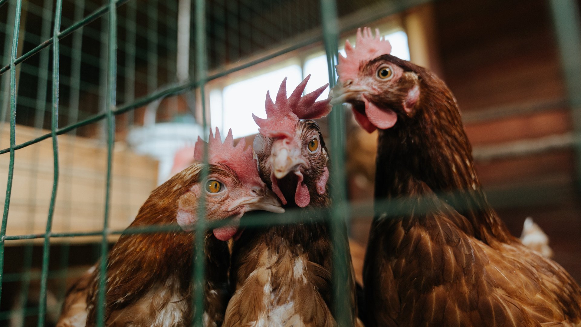 节奏与接管,从活塞到保罗,抢七大战的掌控艺术