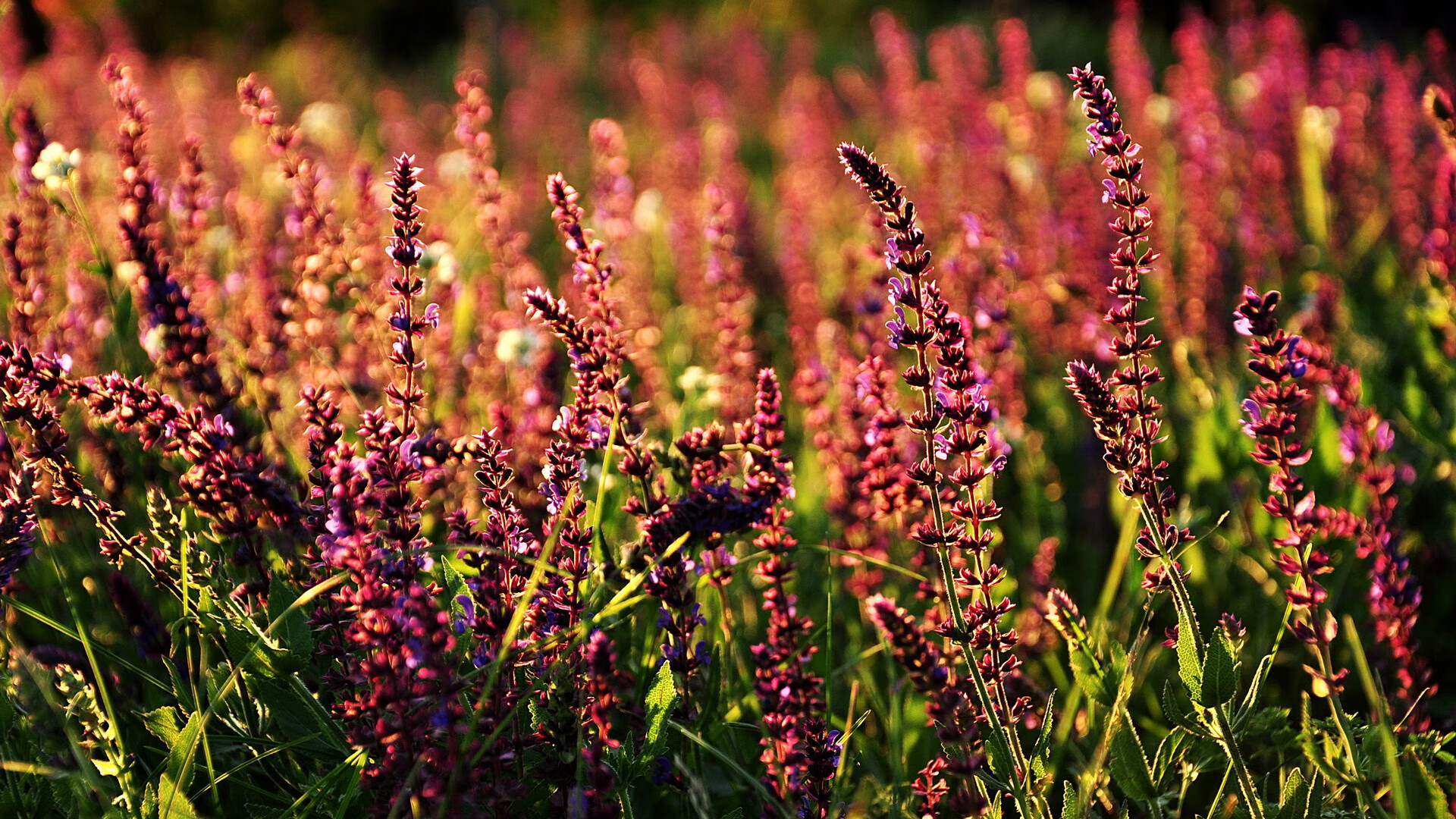 当NBA巨星闯入足球狂欢夜，浓眉在美加墨的火焰之舞