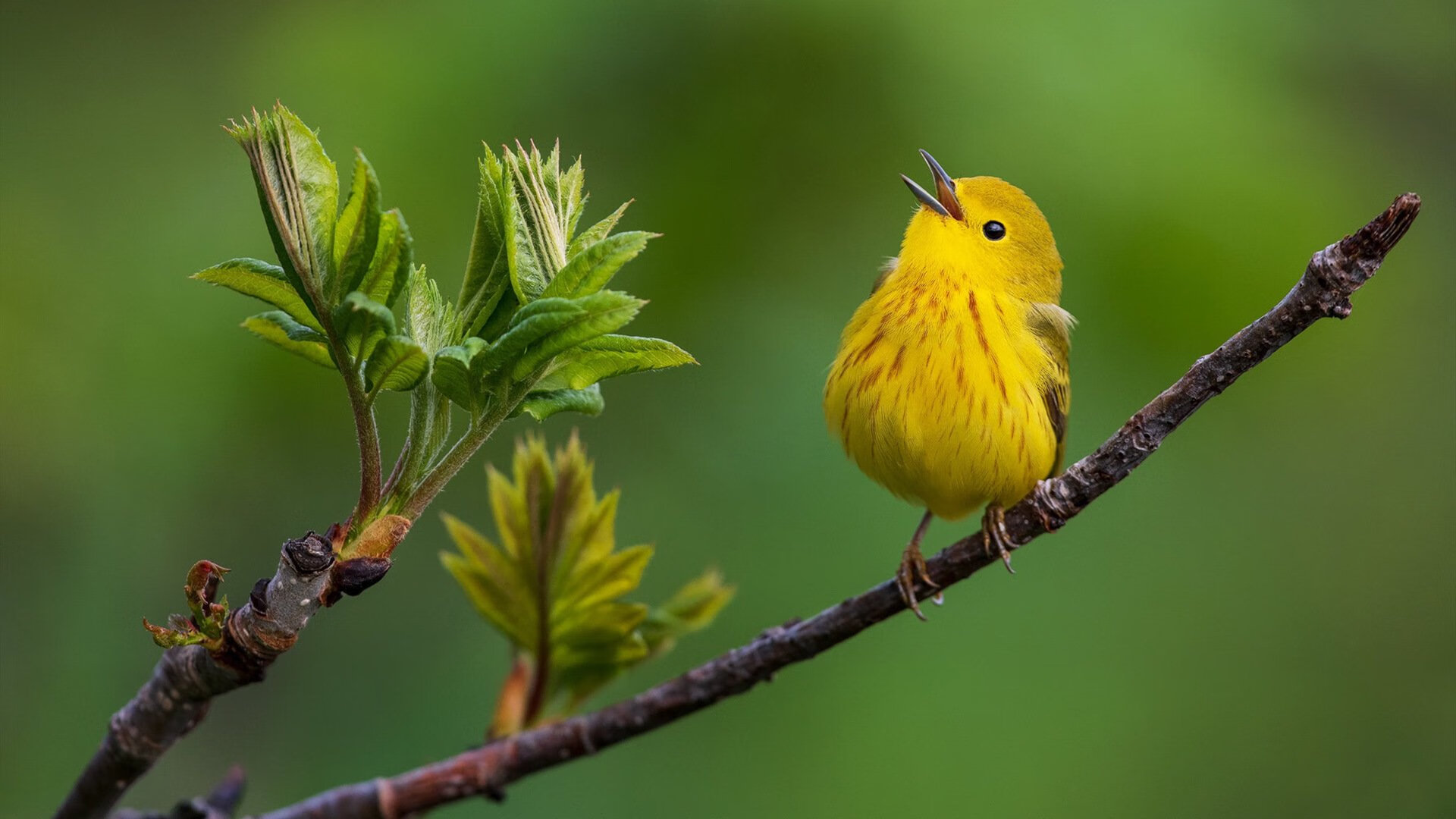 东亚逆袭！上海队狂胜老鹰颠覆篮球宇宙法则，范弗利特再证硬仗之王