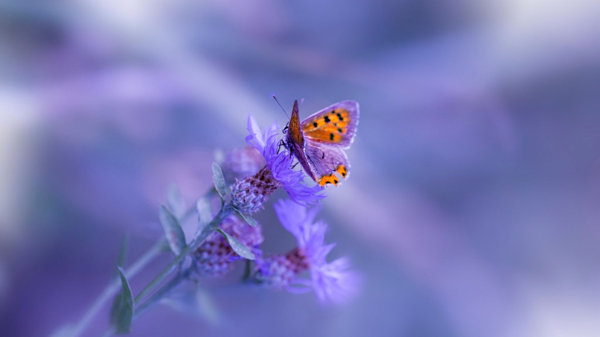 魔笛绝响,樱花绽放,温布利之夜的足球寓言