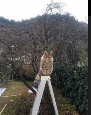 开云体育登录-杜兰特42分天神下凡,开拓者主场力克魔术取关键卡位战