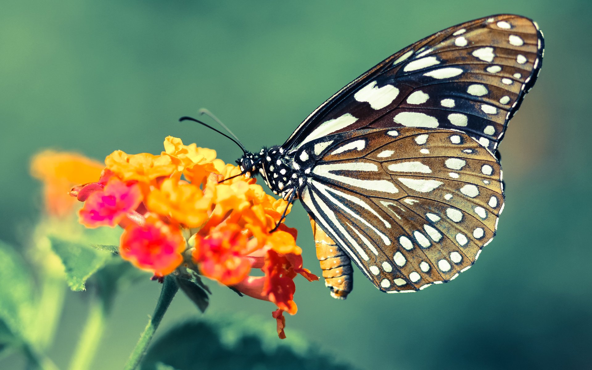 逆境中绽放的得分王，西亚卡姆刷新纪录夜，魔术却在胜利面前低头