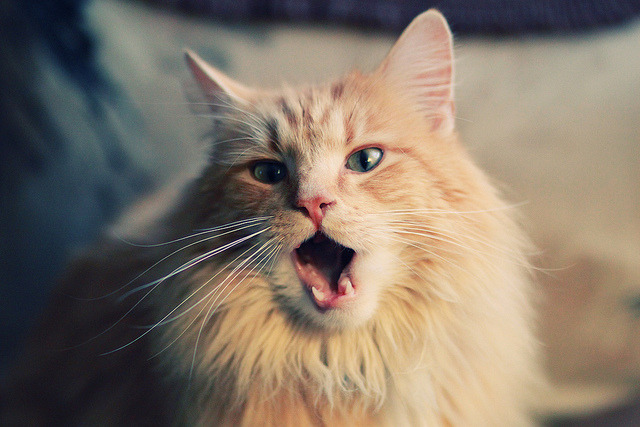 非常有趣，融合了个人英雄主义（浓眉的里程碑）与团队颠覆（开拓者终结辽宁队）这两个充满戏剧张力的元素。这是一个跨联赛（NBA与CBA）的虚构或类比创作，极具想象空间